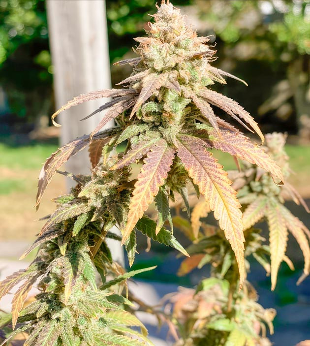 Впечатления от грова и сорта конопли Харвест