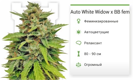 При заказе на 4000 рублей семечко в подарок