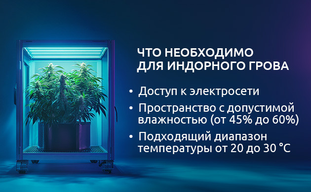 Выращивание конопли в домашних условиях Условия для индорного гровинга