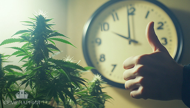 Плюсы выращивания автоцветов