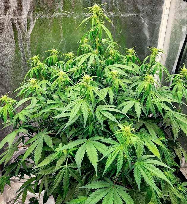 Куст Gorilla Punch Auto на 6 неделе развития