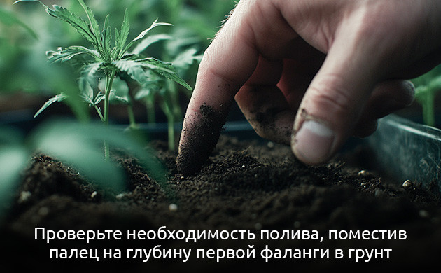 Проверка необходимости полива конопли по состоянию грунта