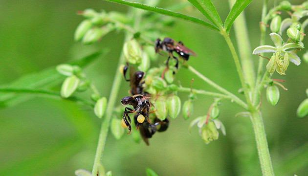 Лечебный канна мед из Израиля Пчелы на мужском кусте конопли