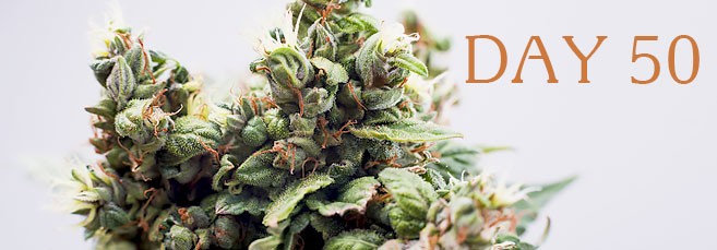 Конопля пятидесятидневка Сорта конопли пятидесятидневки