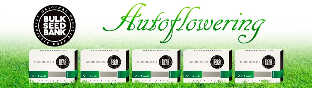 Автоцвевущие сорта от Bulk Seed Bank автоцвевущие сорта от Bulk Seed Bank