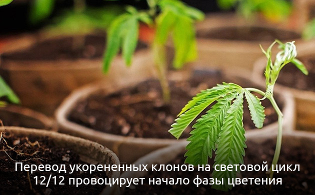 Перевод клонов на цветение