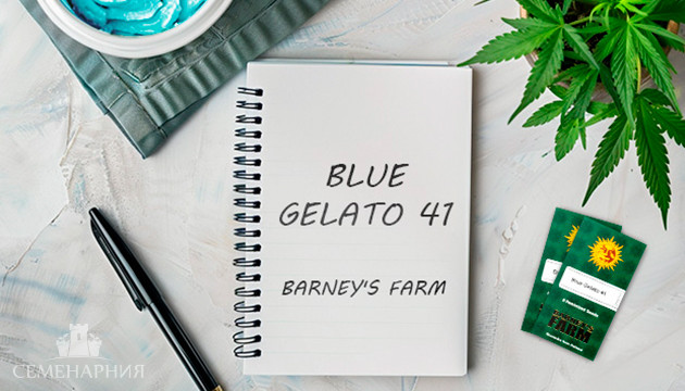 Выращивание сорта марихуаны Blue Gelato 41 в индоре Гроурепорт сорта Blue Gelato 41