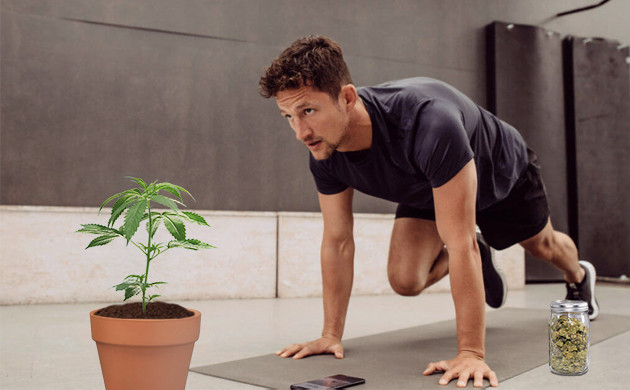 Занятия в спортзале с коноплей Использование конопли в спортзале