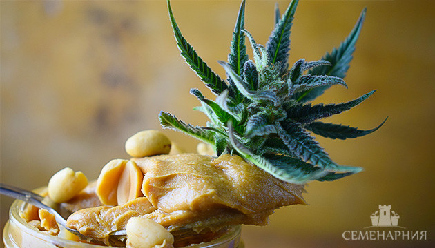 Рецепт арахисовой пасты с каннабисом Арахисовая паста с каннабисом