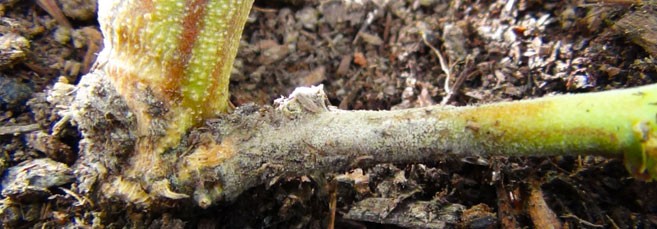 Гниль на стебле марихуаны Стебель конопли гниет