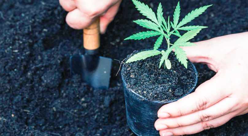 Способы посадки конопли в аутдоре