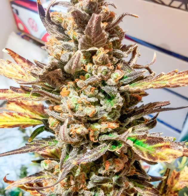 Куст Zkittlez Auto от FastBuds на последней неделе выращивания