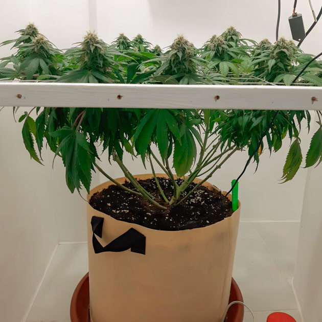 Полив марихуаны Куст Blackberry Moonrocks на 98 день