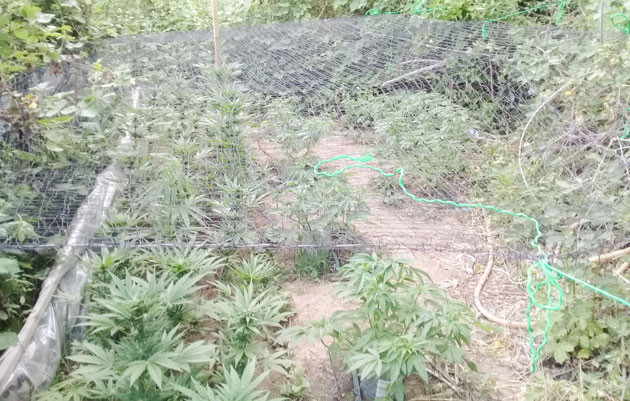 LST на 11 неделе выращивания Куст ростом 70 см