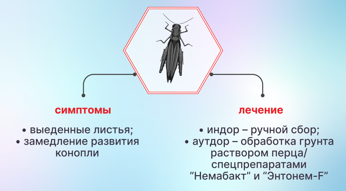 Избавление от сверчков на конопле Сверчки на конопле
