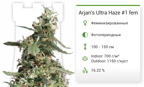 Сорт марихуаны Arjan's Ultra Haze 1 Arjan's Ultra Haze #1 fem