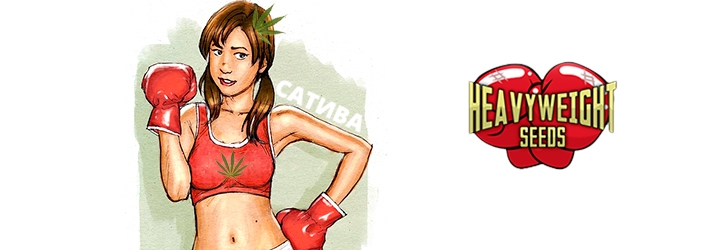 Взрывоопасная Сатива от Heavyweight seeds Взрывоопасная Сатива от Heavyweight seeds