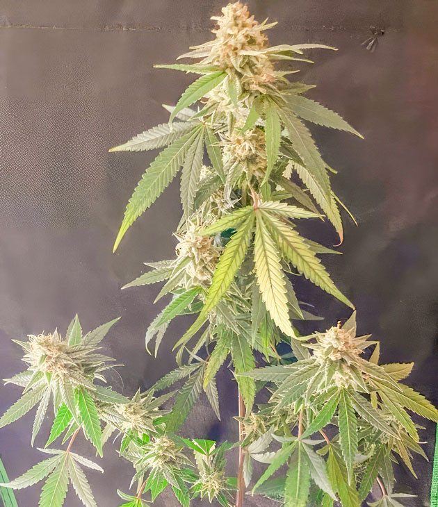 Активный набор массы и облом веток Куст Blueberry Muffin на 14 неделе выращивания