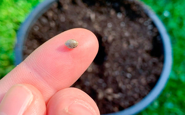 Советы по выбору подходящего сорта конопли Как выбрать подходящий сорт