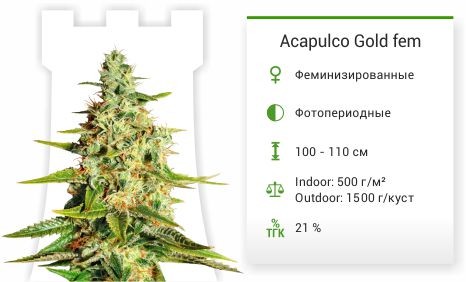 Сорт марихуаны Acapulco Gold Acapulco Gold fem от Barney's Farm