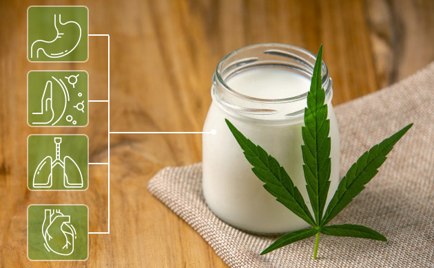 Молоко из семян конопли Полезные свойства молока из семян конопли