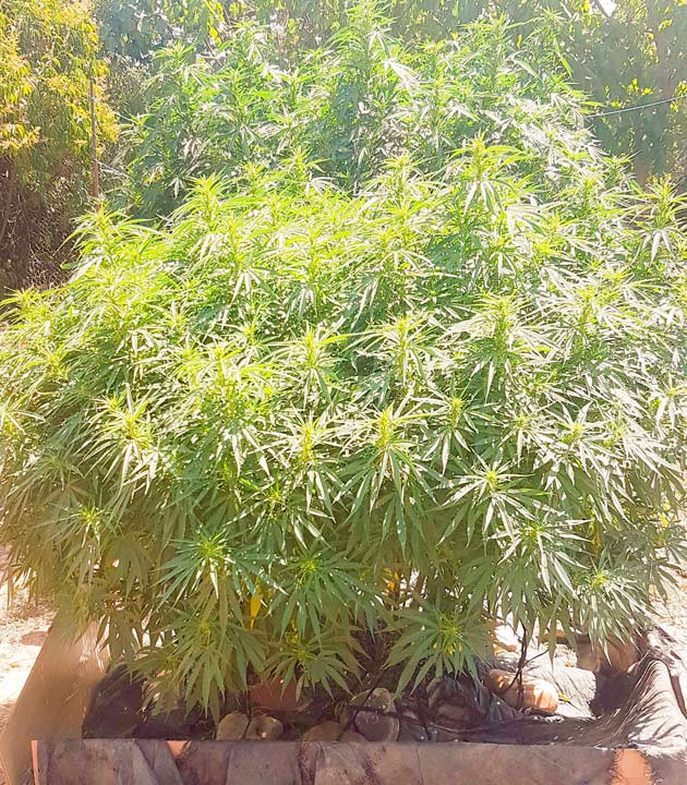 Начало цветения Куст Runtz Muffin от Barney's Farm на 23 неделе