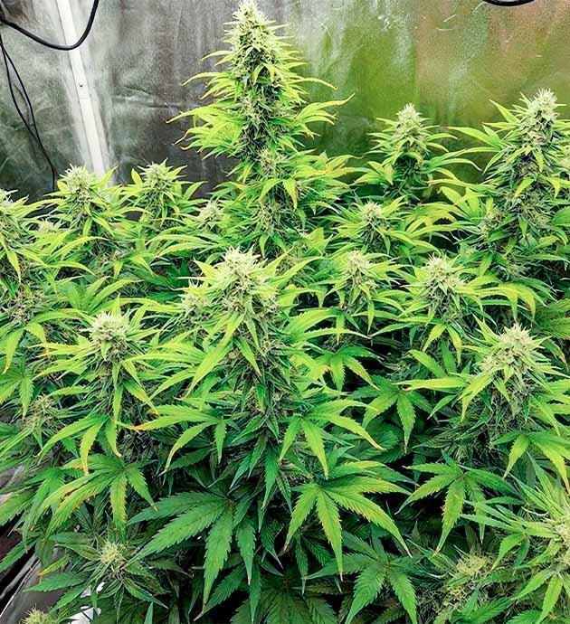 Куст Gorilla Punch Auto на стадии цветения