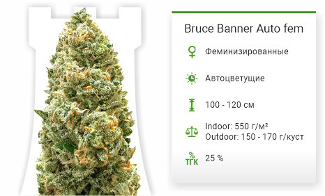 Сорт марихуаны Bruce Banner Auto Bruce Banner Auto от Monster Genetics