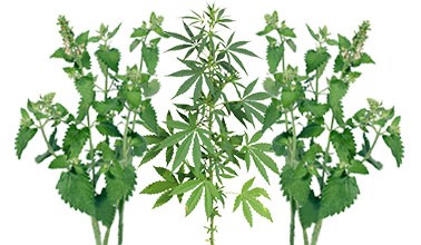 Маскировка кустов марихуаны Замаскируйте растения