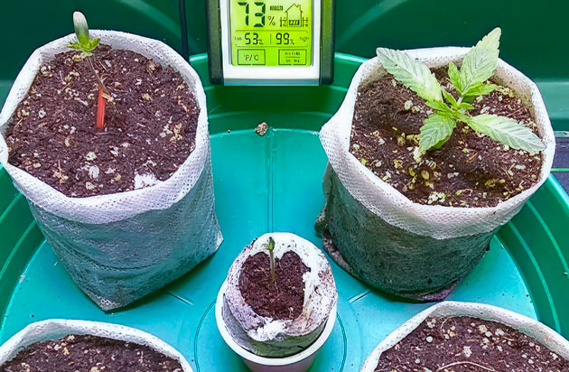 Ростки Vanilla Frosting от Humboldt Seed Company на 2 неделе