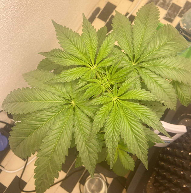 Проведение LST Куст Chemical Bride от GHS ростом 30 см