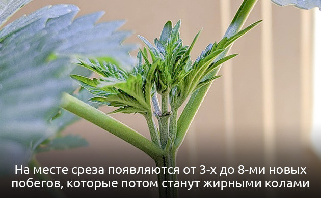 После fim обрезки появляется 8 веток Что такое fim-обрезка