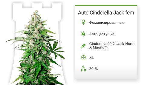 Сорт конопли Cinderella Jack Cinderella Jack fem от Dutch Passion