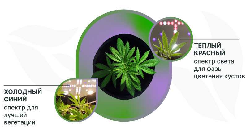 Освещение автоцветов в гроубоксе Холодный синий и теплый красный