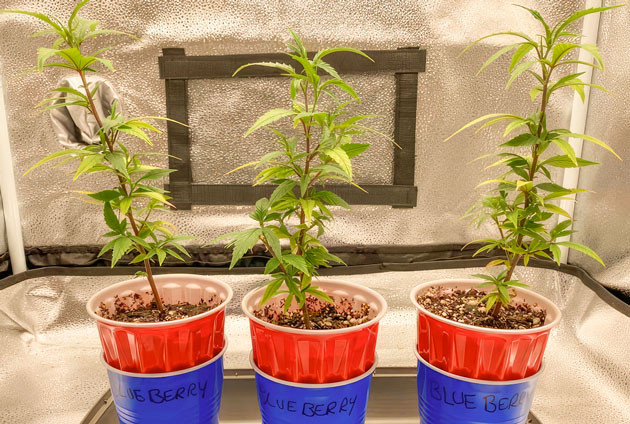 Расстояние от светильника до верхушек конопли Кусты Blueberry Muffin на 3 неделе выращивания