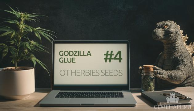 Выращивание сорта марихуаны Godzilla Glue #4 от Herbies Seeds