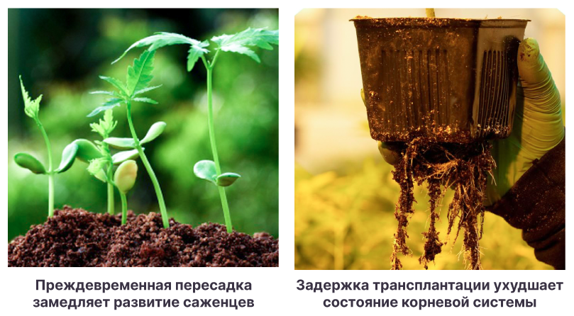 Выбор времени для пересадки ростков Время пересадки саженцев