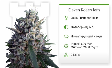 Сорт марихуаны Eleven Roses Eleven Roses fem от Delicious Seeds