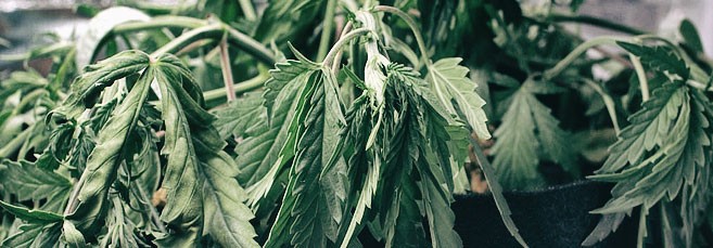 Недолив марихуаны Водный стресс конопли от недолива