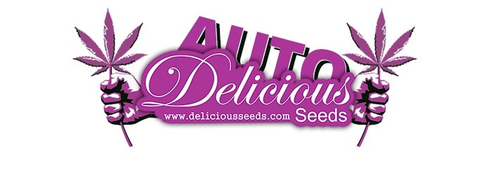 Урожайные сорта от Delicious Seeds Урожайные сорта от Delicious Seeds