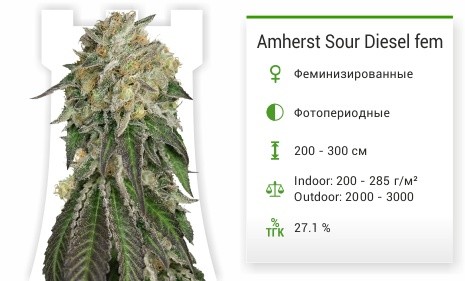 Сорт конопли Amherst Sour Diesel Amherst Sour Diesel