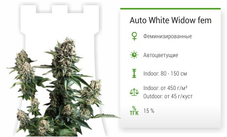 Сорт марихуаны Auto White Widow Auto White Widow от Pyramid Seeds