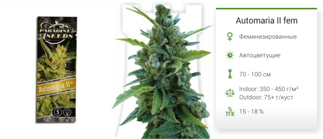 Automaria II fem от Paradise Seeds
