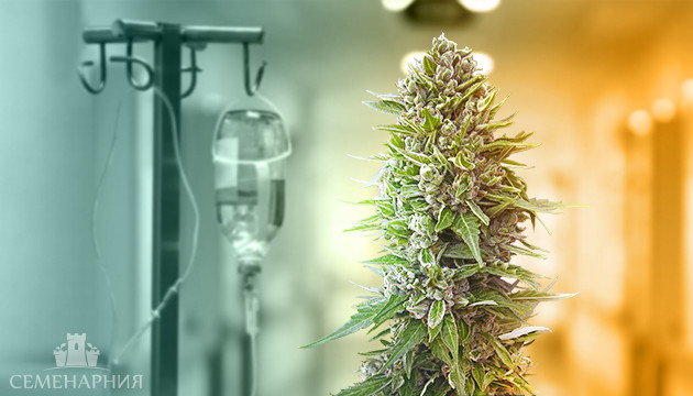 Распространенные болезни каннабиса