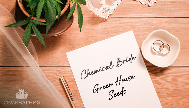 Выращивание сорта марихуаны Chemical Bride в индоре Гроурепорт сорта Chemical Bride