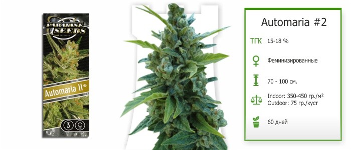 Automaria#2 семена конопли