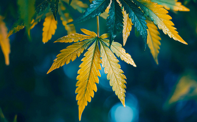 Во время харвеста листья конопли желтеют Лист конопли во время харвеста