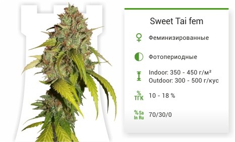 Сорт марихуаны Sweet Tai Sweet Tai fem от Sweet Seeds