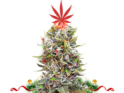 Елка конопля на новый год Елка конопля на новый год