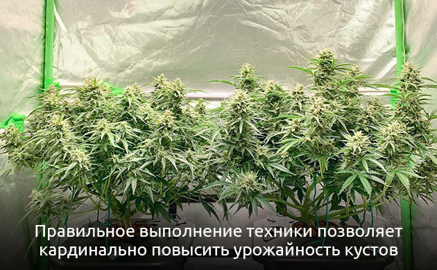 Смысл техники Мейн-лининг Мейн-лининг повышает урожайность